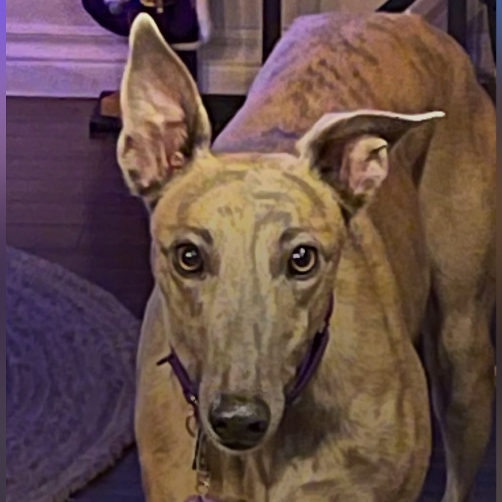 Meet your Posher, Marlo